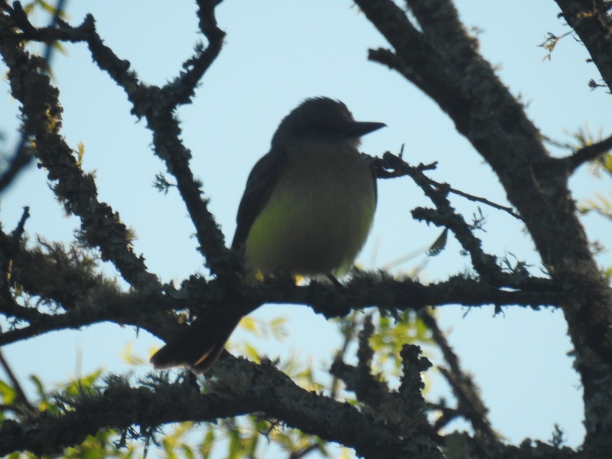 オリーブタイランチョウ - ML646675885