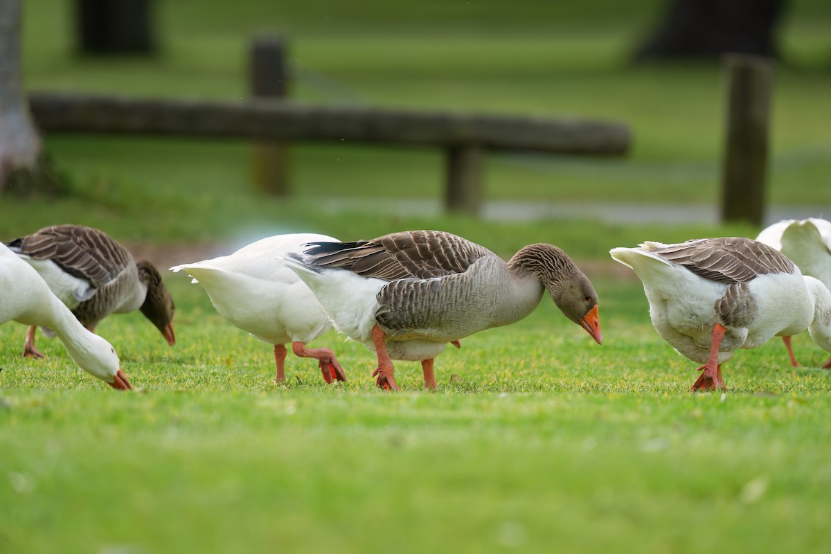 grågås (domestisert) - ML646675886