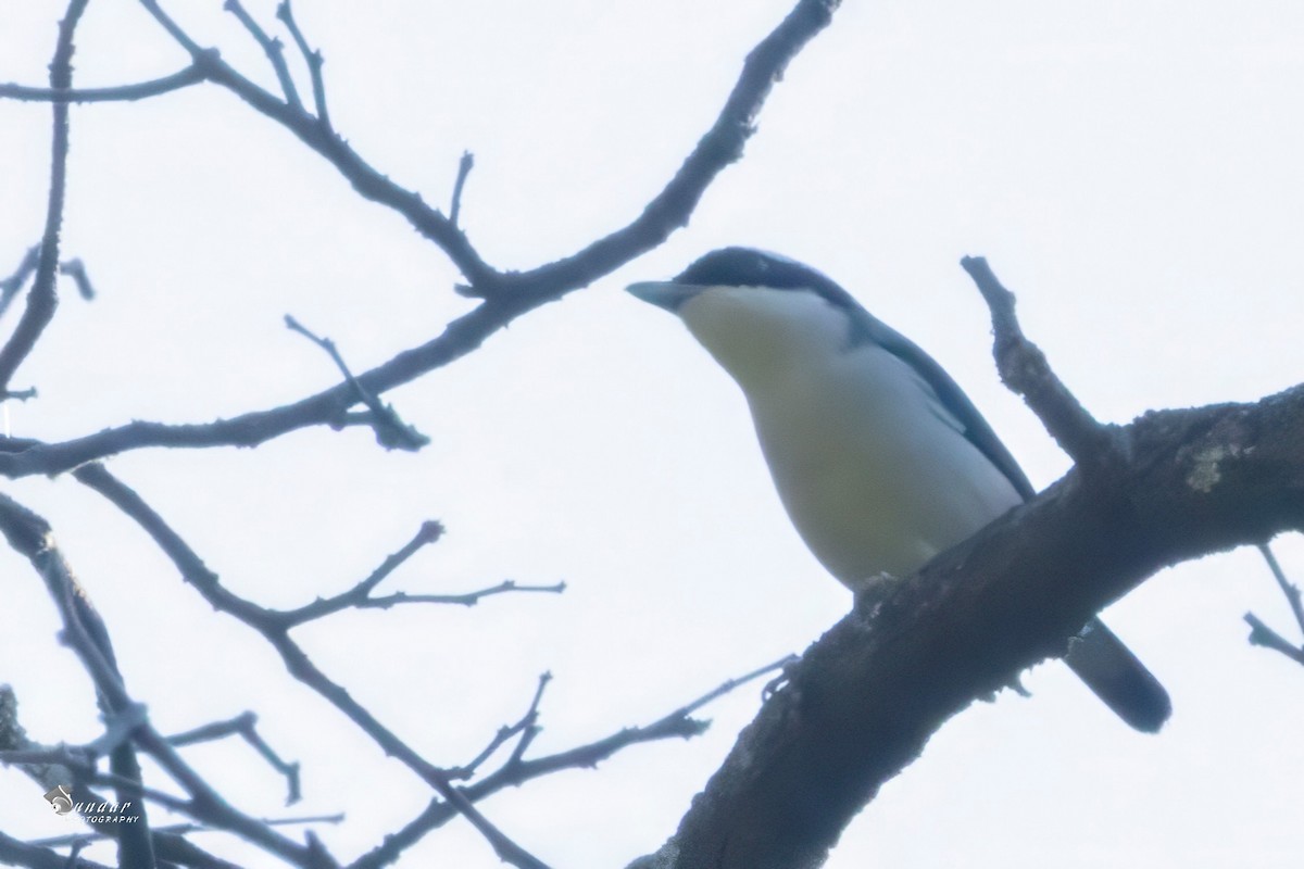 White-browed Shrike-Babbler - ML646675887