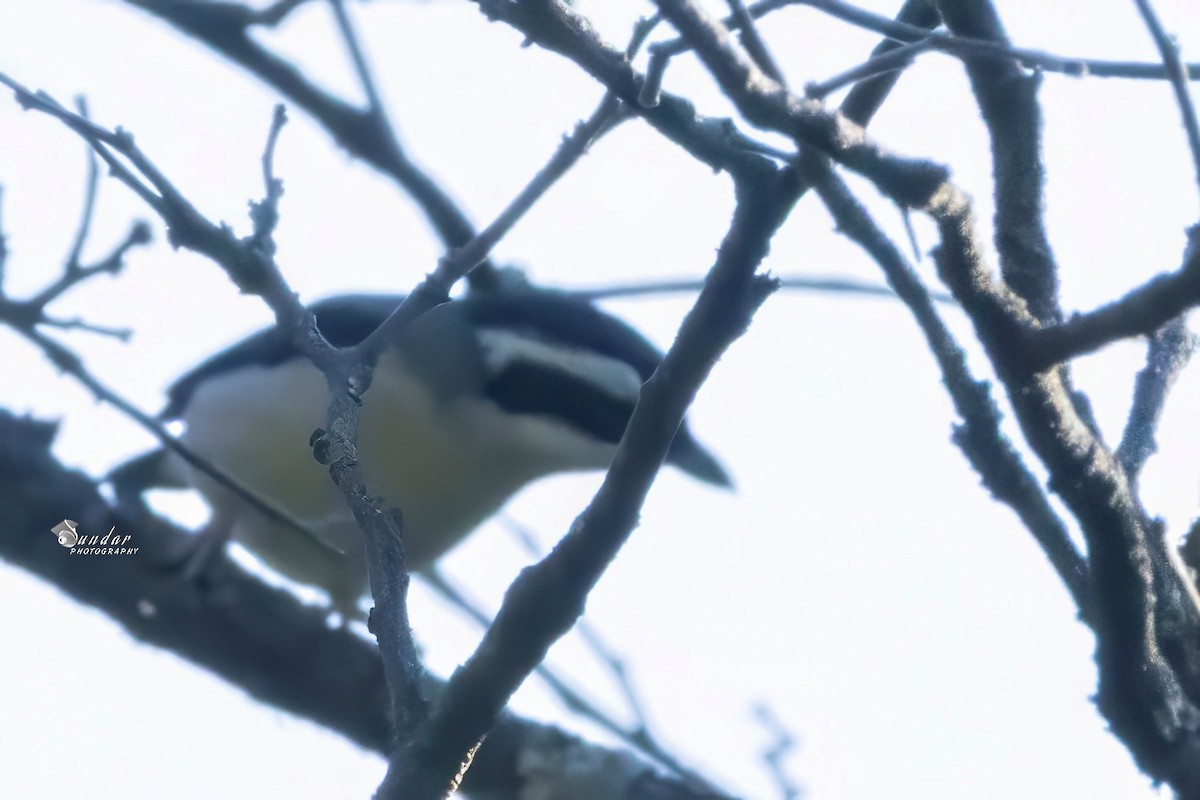 White-browed Shrike-Babbler - ML646675888
