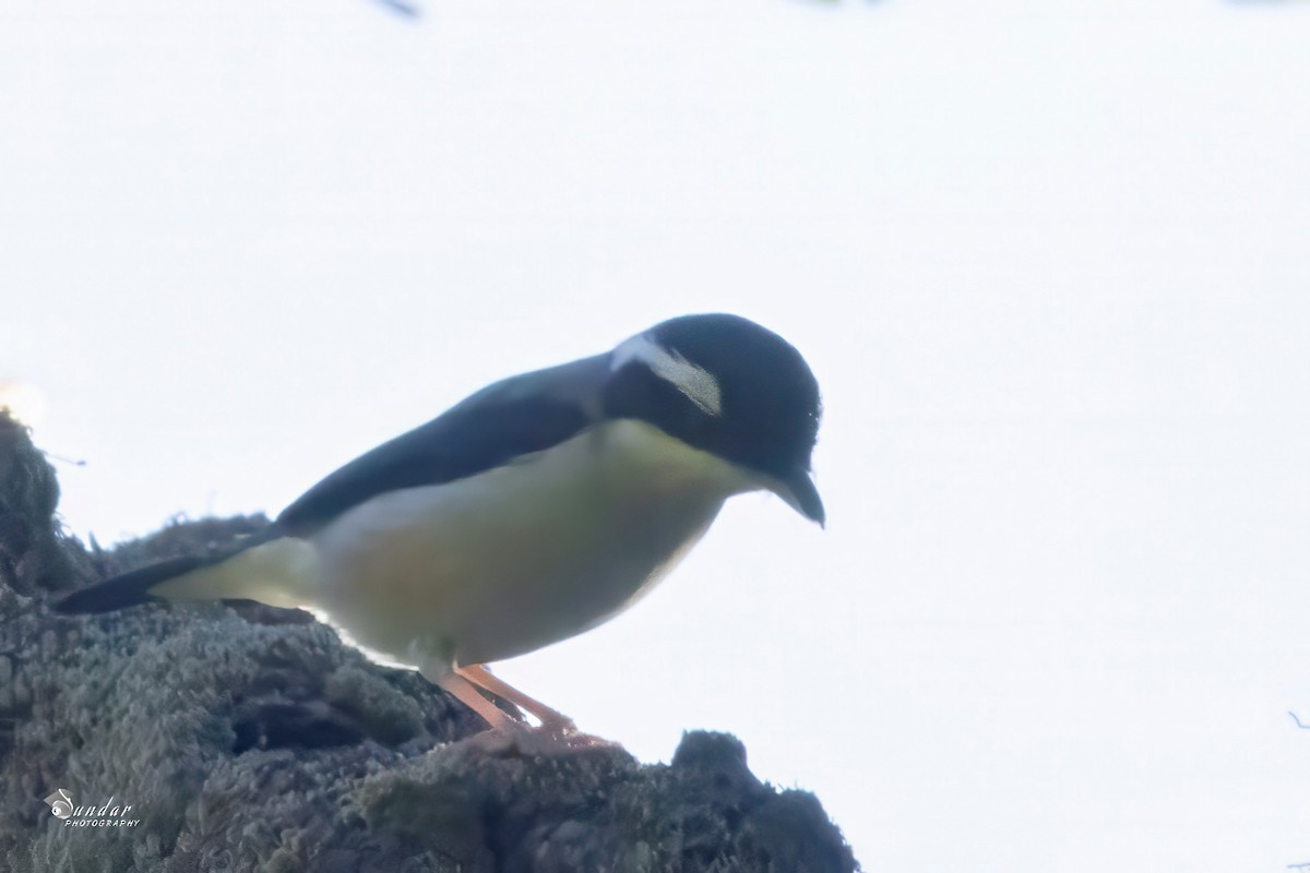 White-browed Shrike-Babbler - ML646675889