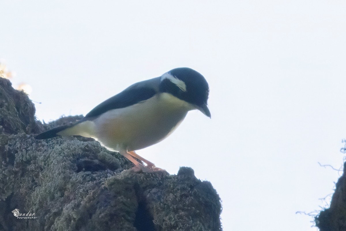 White-browed Shrike-Babbler - ML646675890