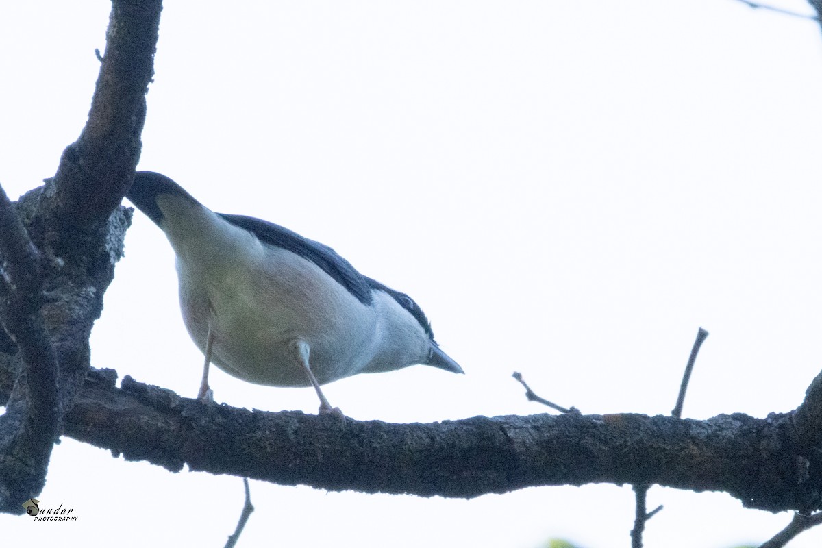 White-browed Shrike-Babbler - ML646675891