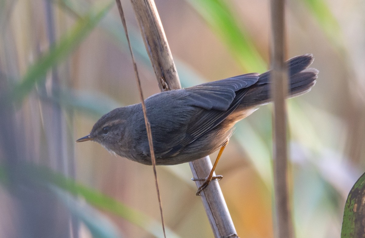 Esmer Çıvgın - ML646675892