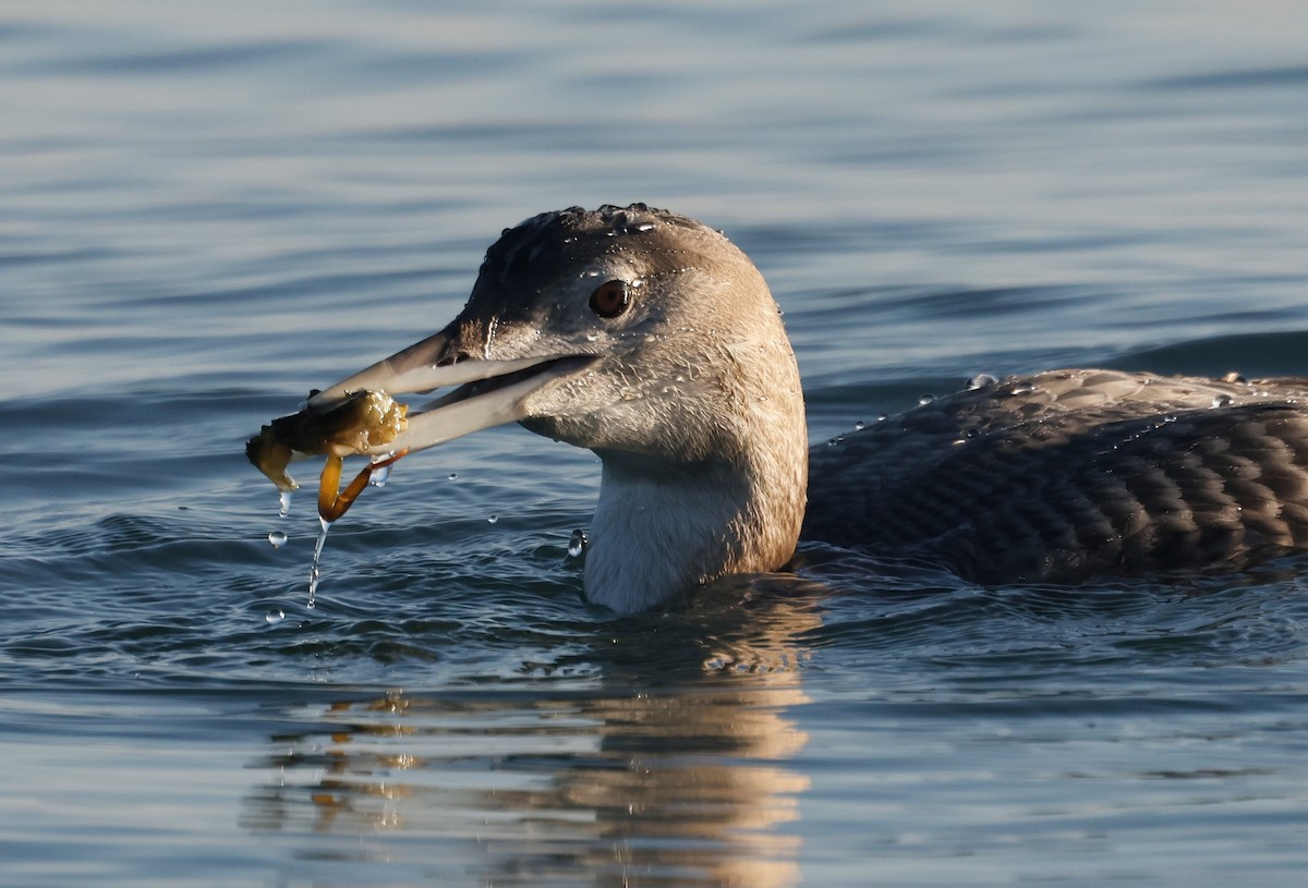 gulnebblom - ML646675899