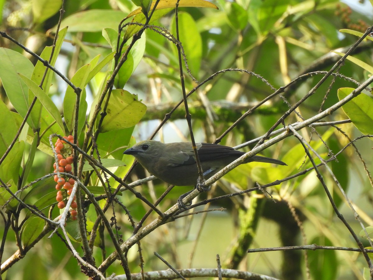 Palm Tanager - ML646675900