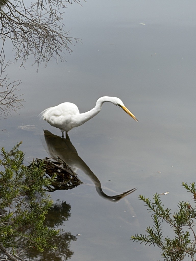 Great Egret - ML646675902