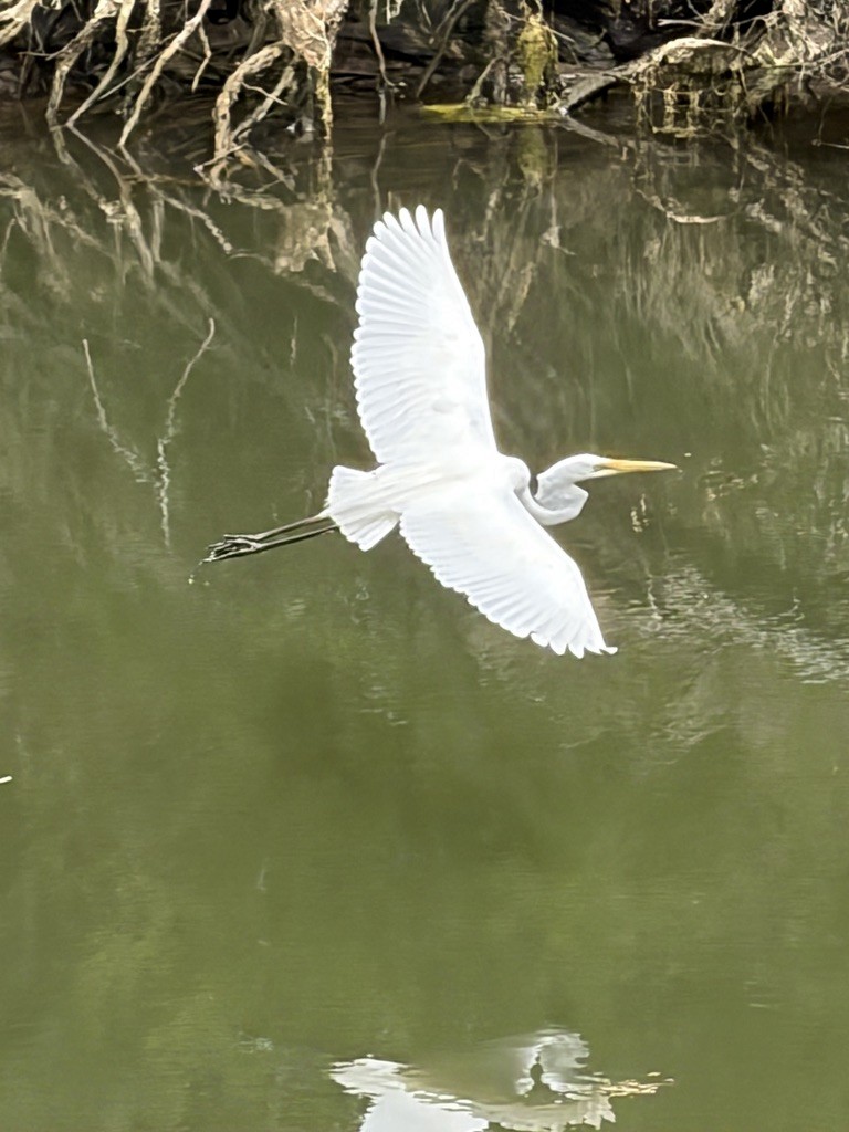 Great Egret - ML646675905
