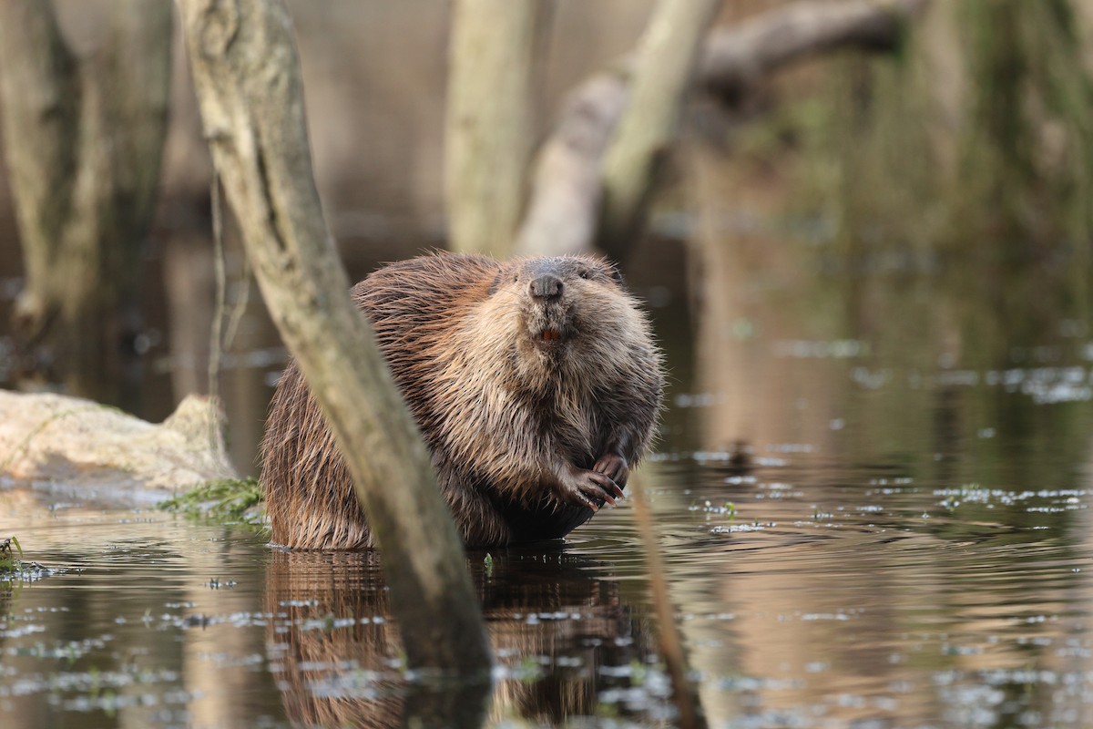 American Beaver - ML646675906