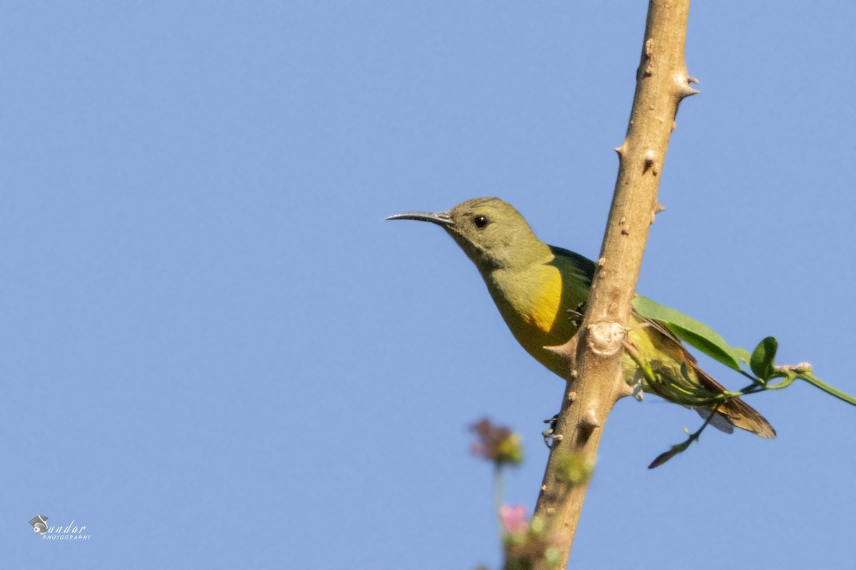 Fire-tailed Sunbird - ML646675908