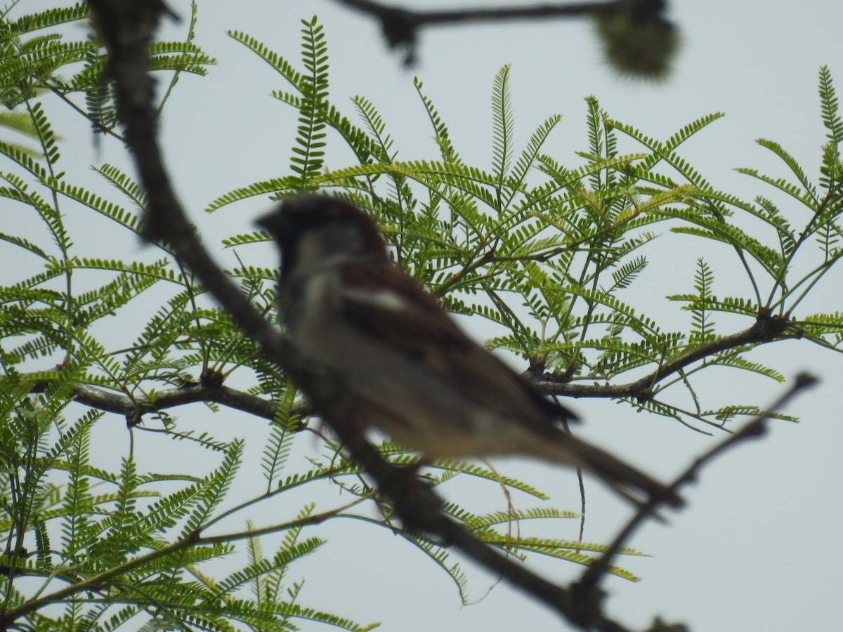 イエスズメ - ML646675910