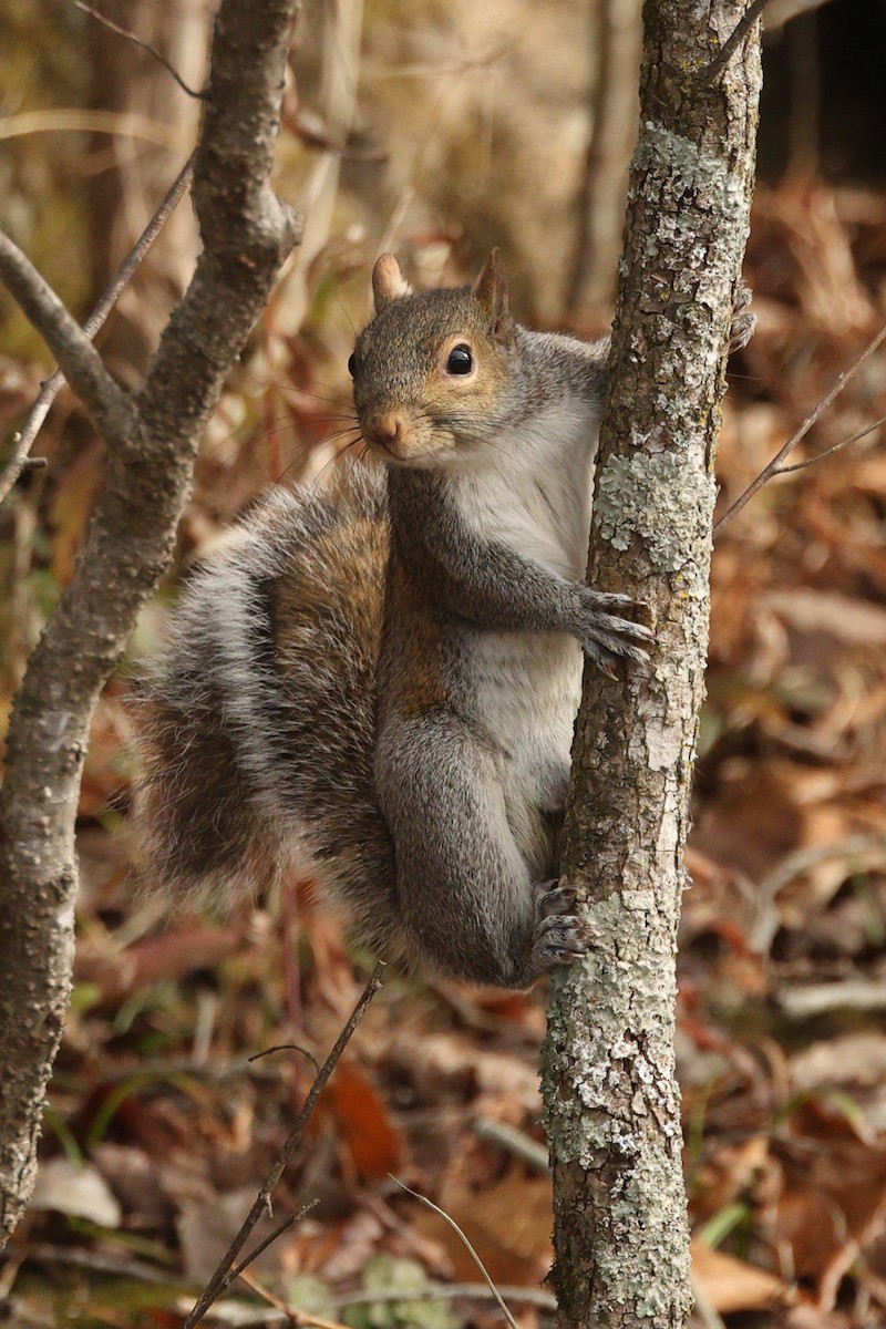 Eastern Gray Squirrel - ML646675913