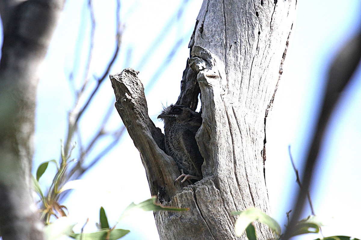 Australian Owlet-nightjar - ML646675916