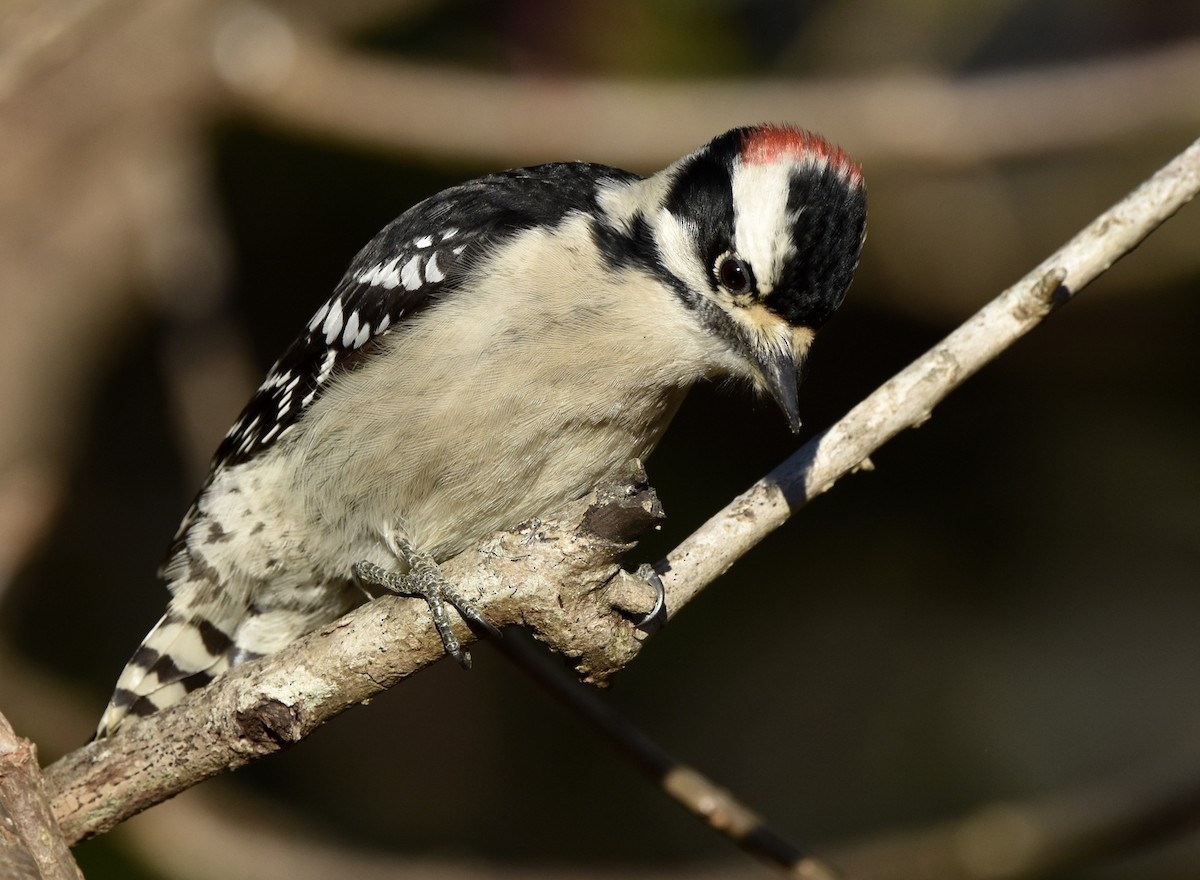 Downy Woodpecker - ML646675917