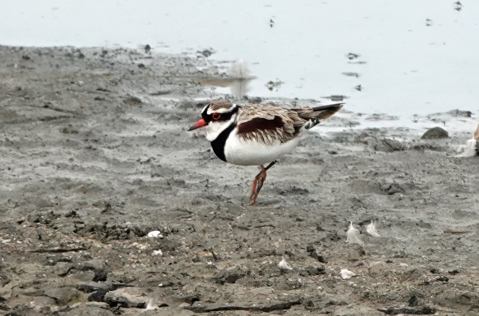 Kara Yüzlü Cılıbıt - ML646675918