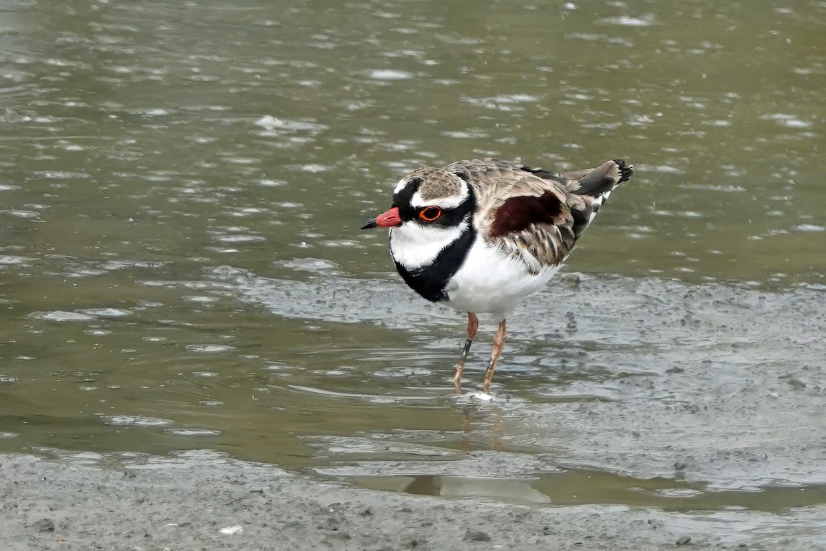 Kara Yüzlü Cılıbıt - ML646675919