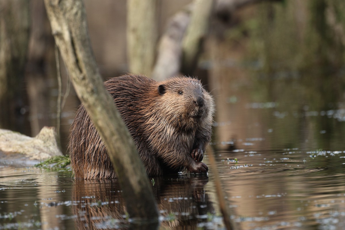 American Beaver - ML646675921