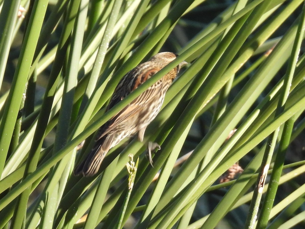 Красноплечий трупиал - ML646675923