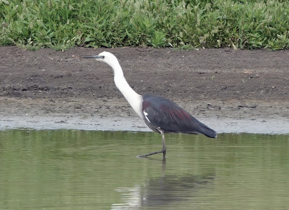 Ak Boyunlu Balıkçıl - ML646675926