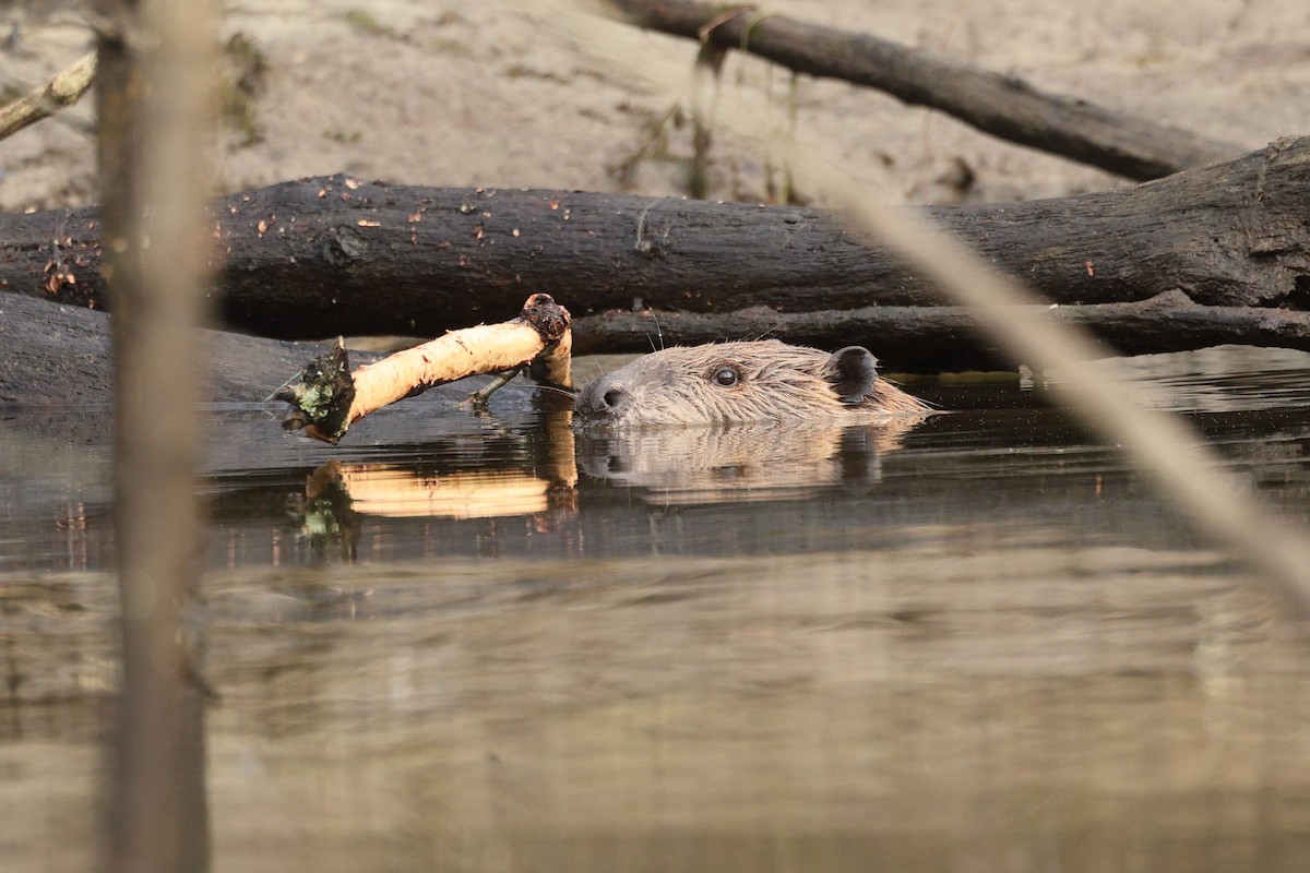 American Beaver - ML646675928