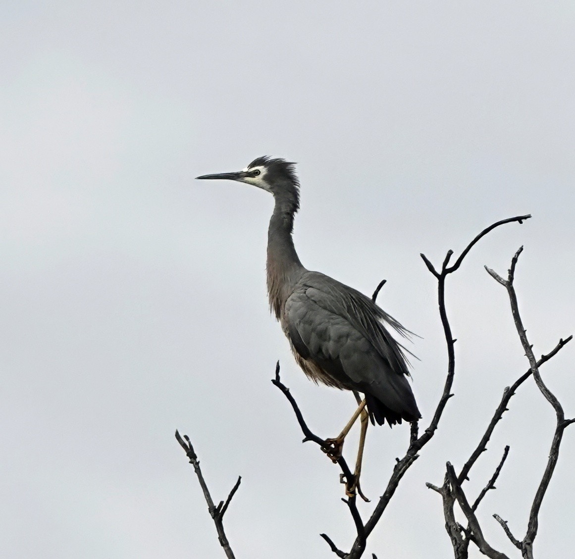 Ak Yüzlü Balıkçıl - ML646675929