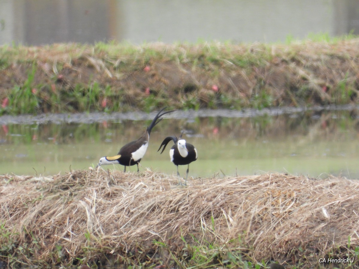 fasanbladhøne - ML646675932