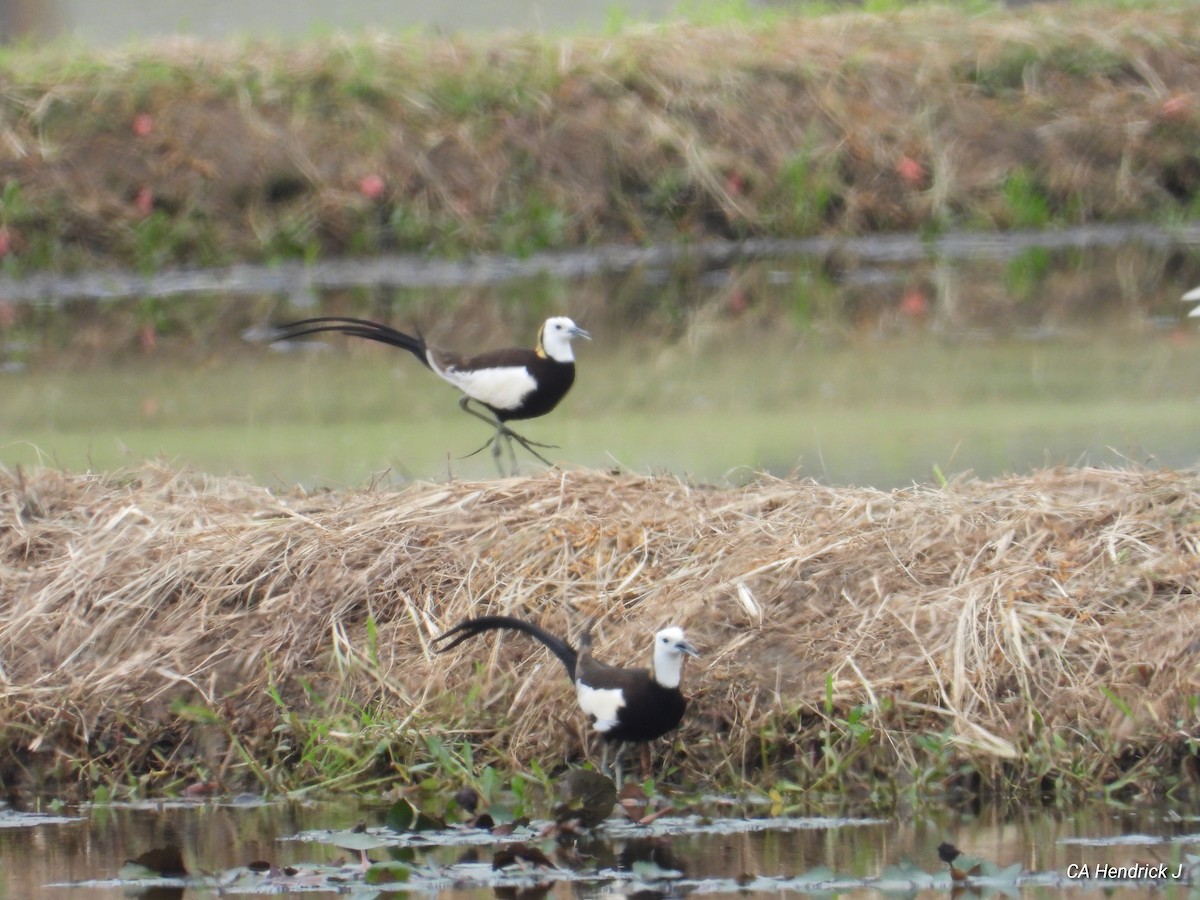 fasanbladhøne - ML646675933