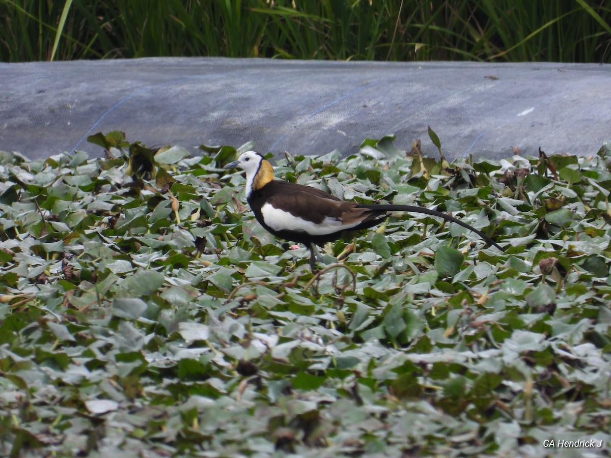 fasanbladhøne - ML646675934