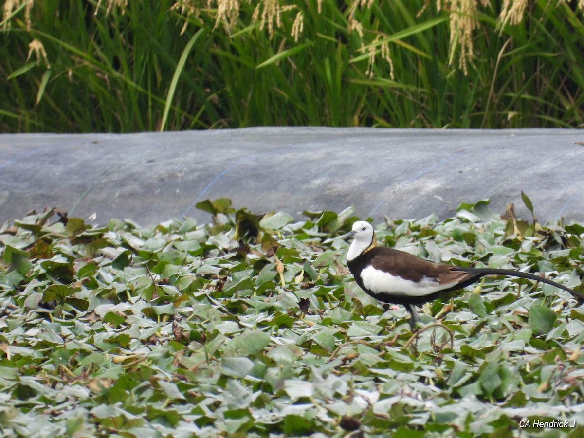 fasanbladhøne - ML646675935