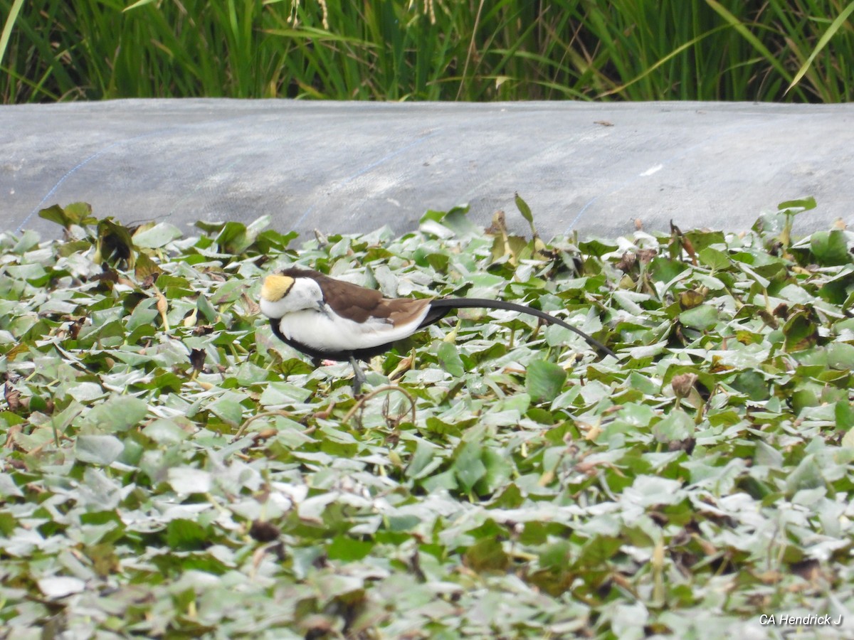 fasanbladhøne - ML646675936