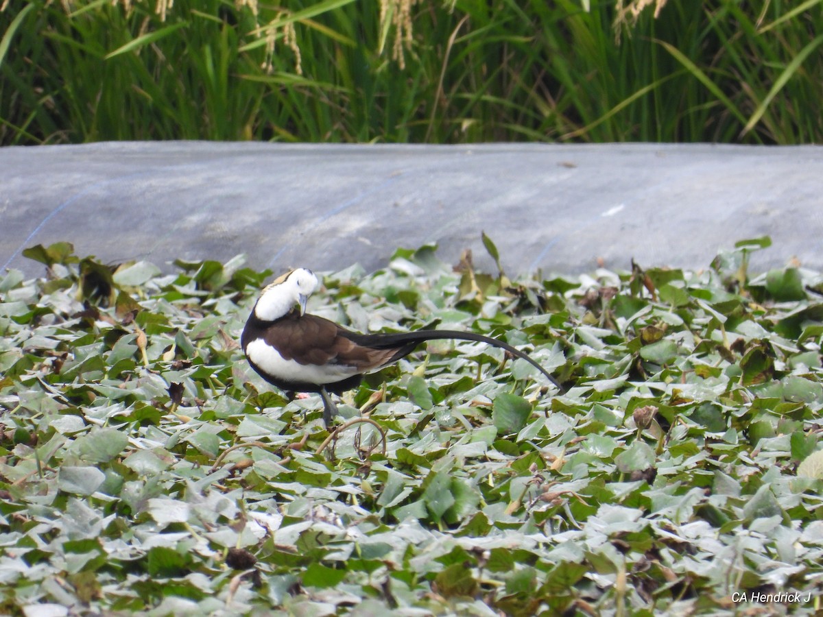 fasanbladhøne - ML646675937