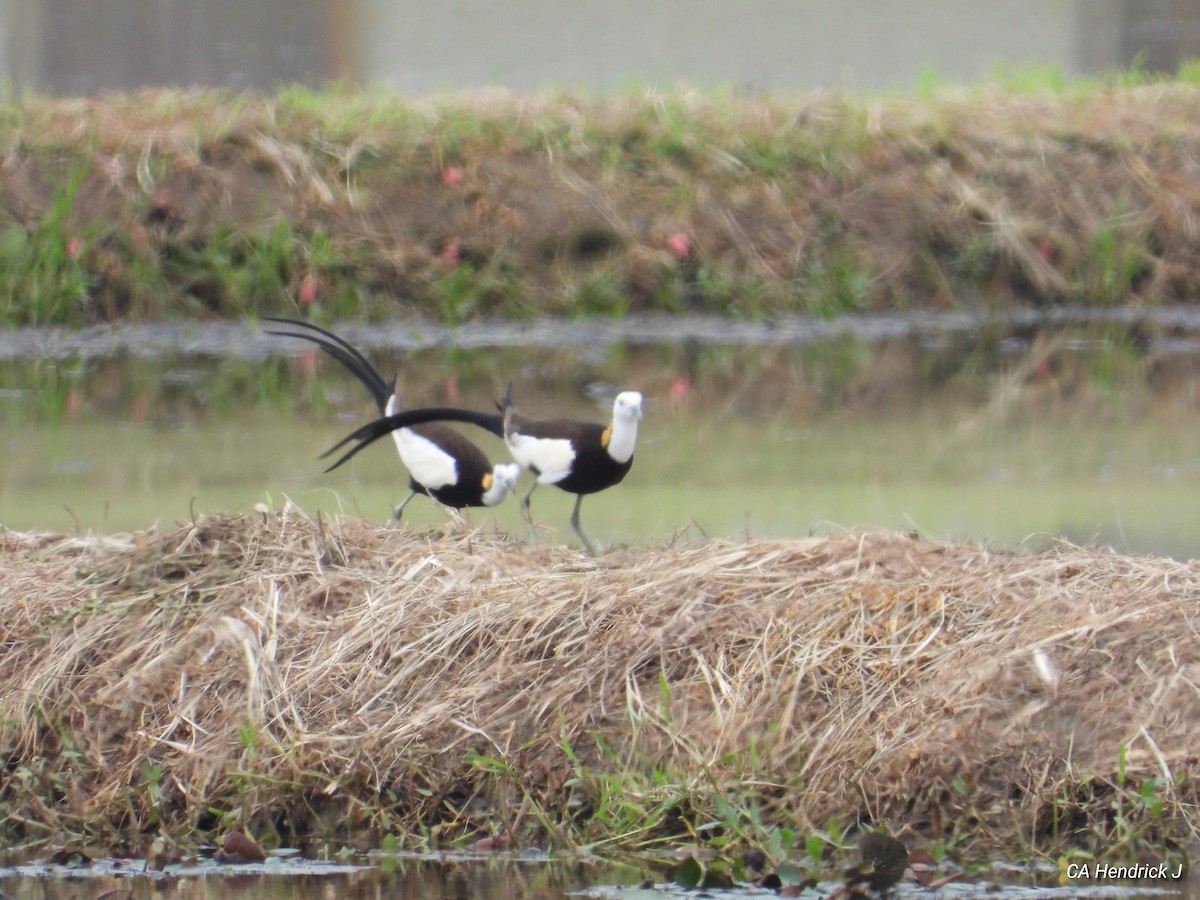 fasanbladhøne - ML646675938