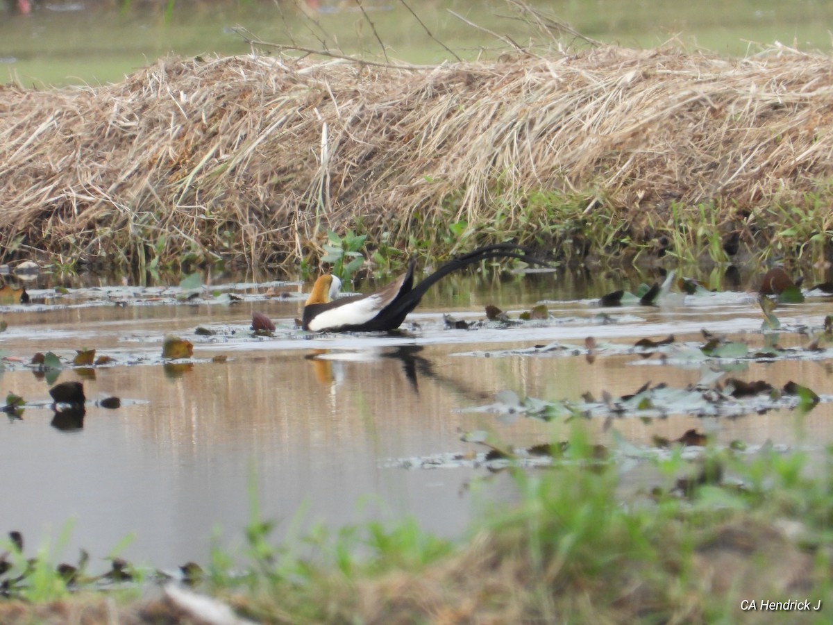 fasanbladhøne - ML646675939