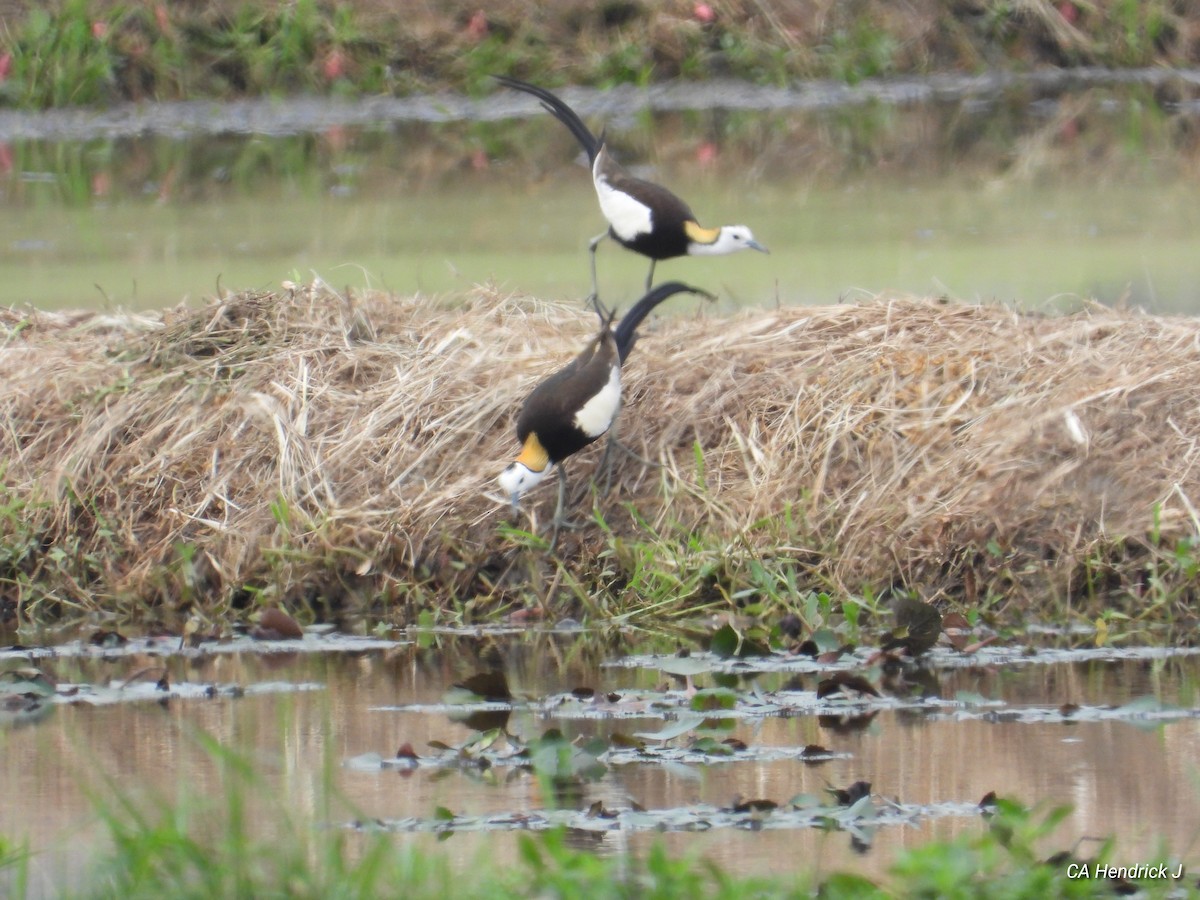 fasanbladhøne - ML646675940