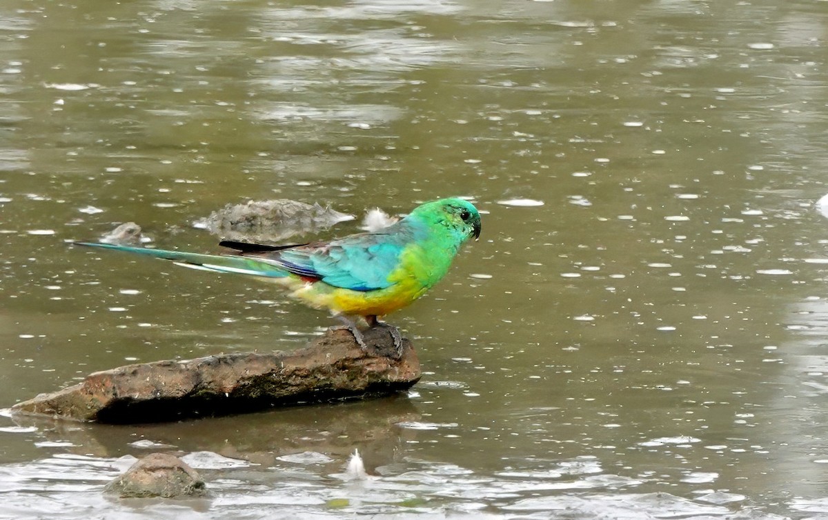 Kırmızı Belli Papağan - ML646675943