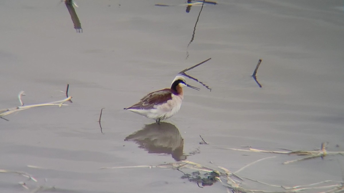 lyskonoh dlouhozobý - ML646675944