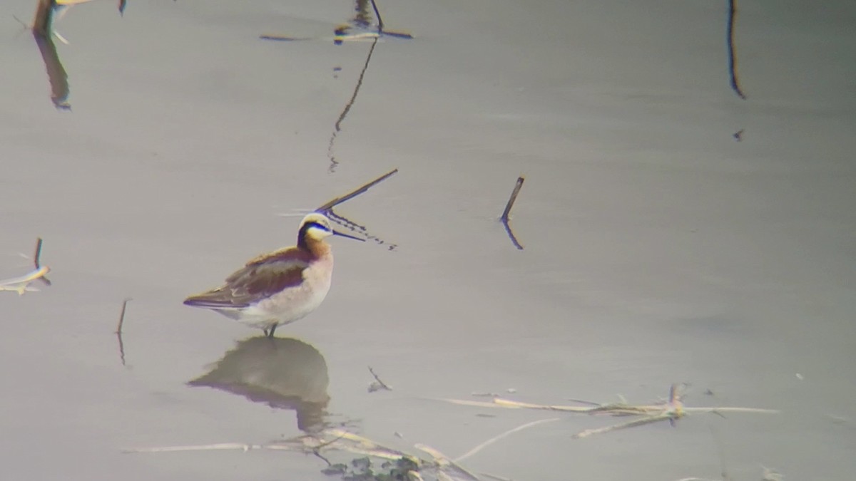 lyskonoh dlouhozobý - ML646675945