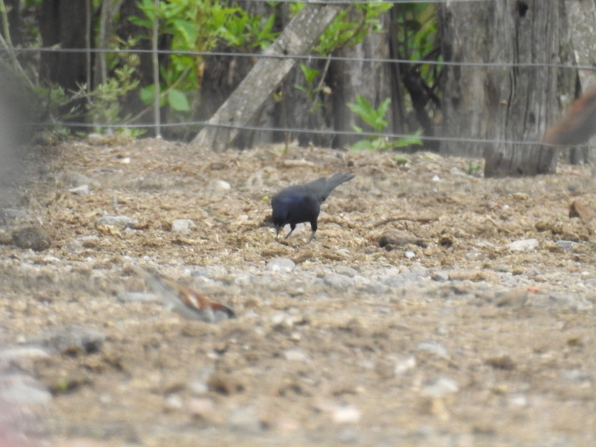 テリバネコウウチョウ - ML646675949