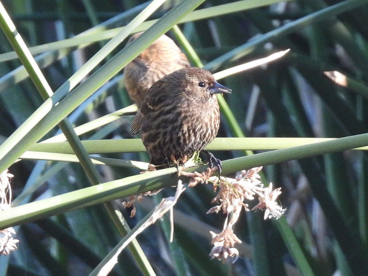 Красноплечий трупиал - ML646675962