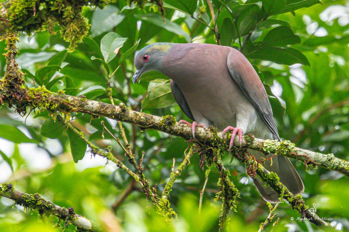 Pale-vented Pigeon - ML646675965