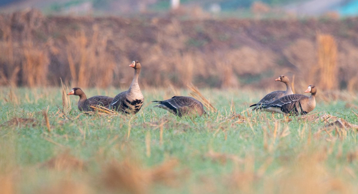 Greater White-fronted Goose - ML646675966
