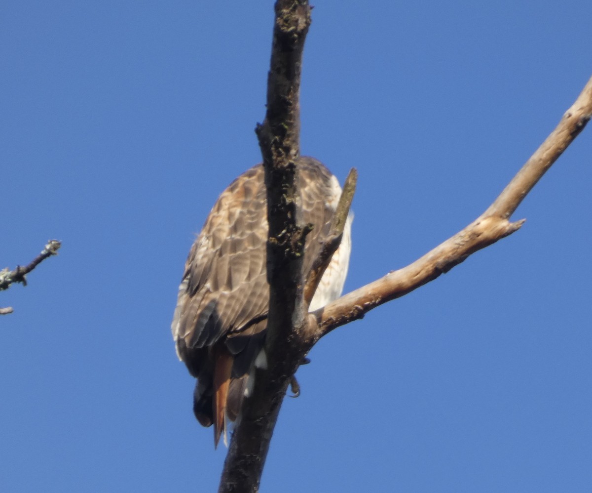 Red-tailed Hawk - ML646675970
