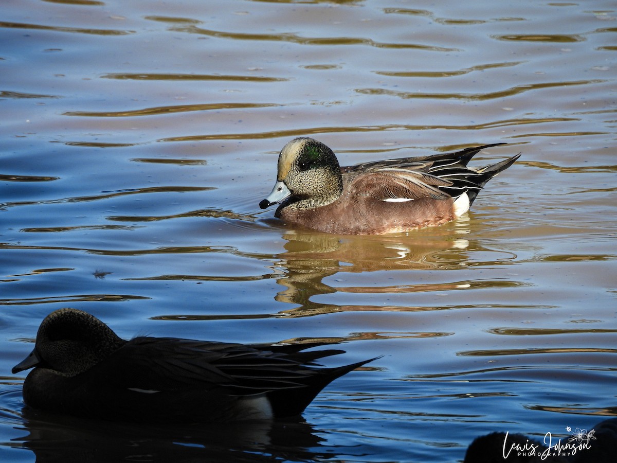 hvízdák americký - ML646675971