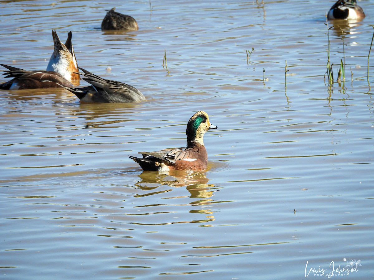 hvízdák americký - ML646675972