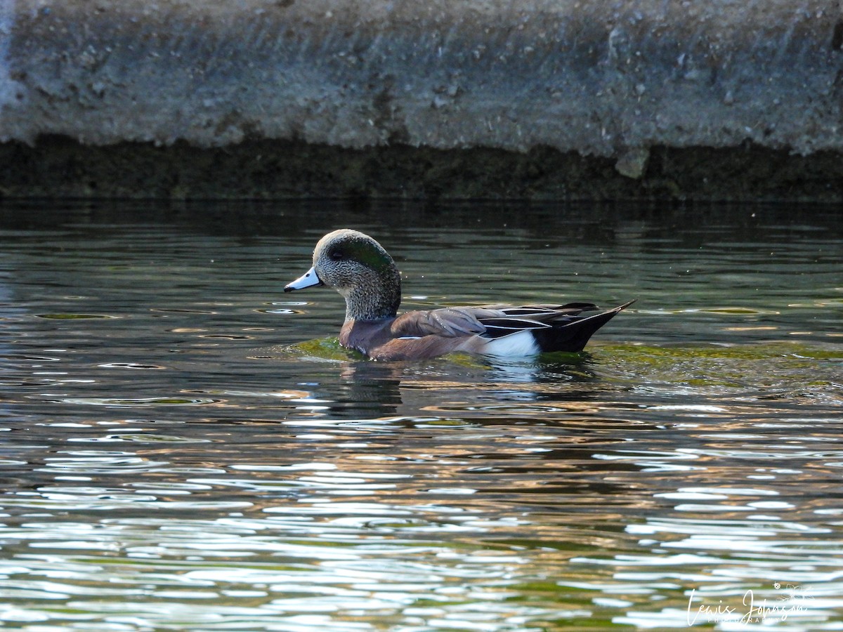 hvízdák americký - ML646675973