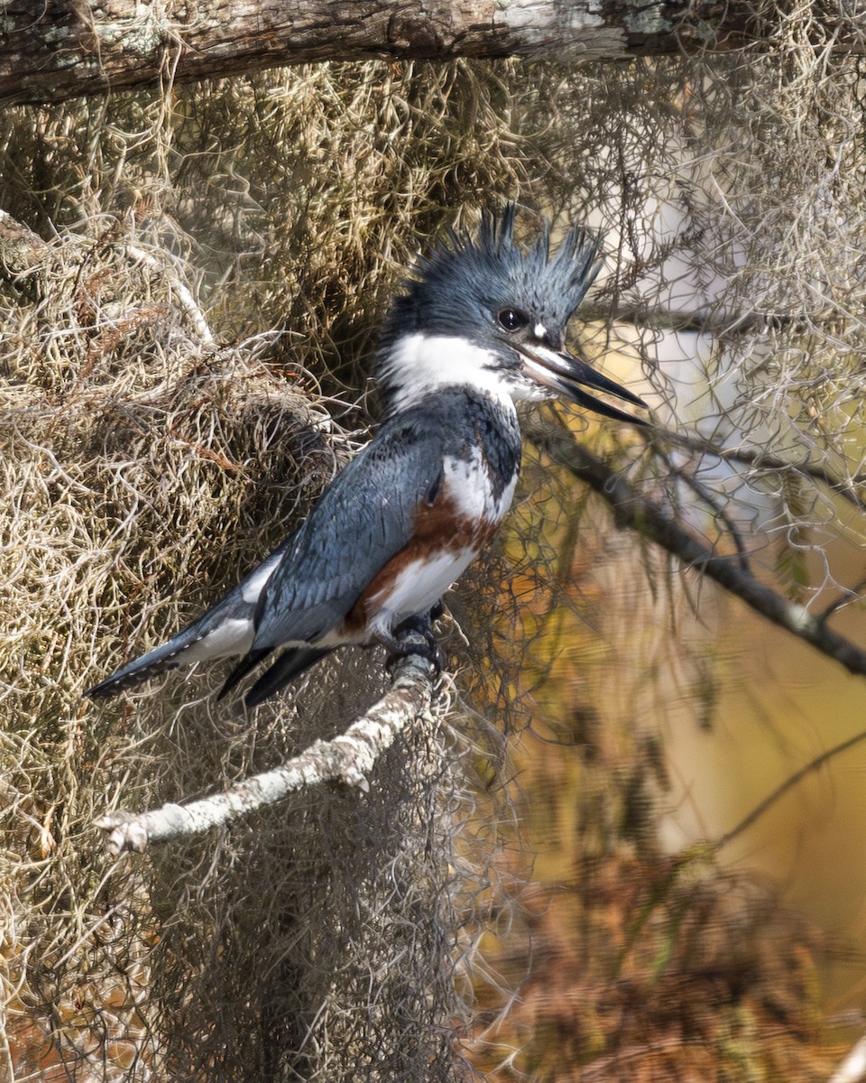 Belted Kingfisher - ML646675978
