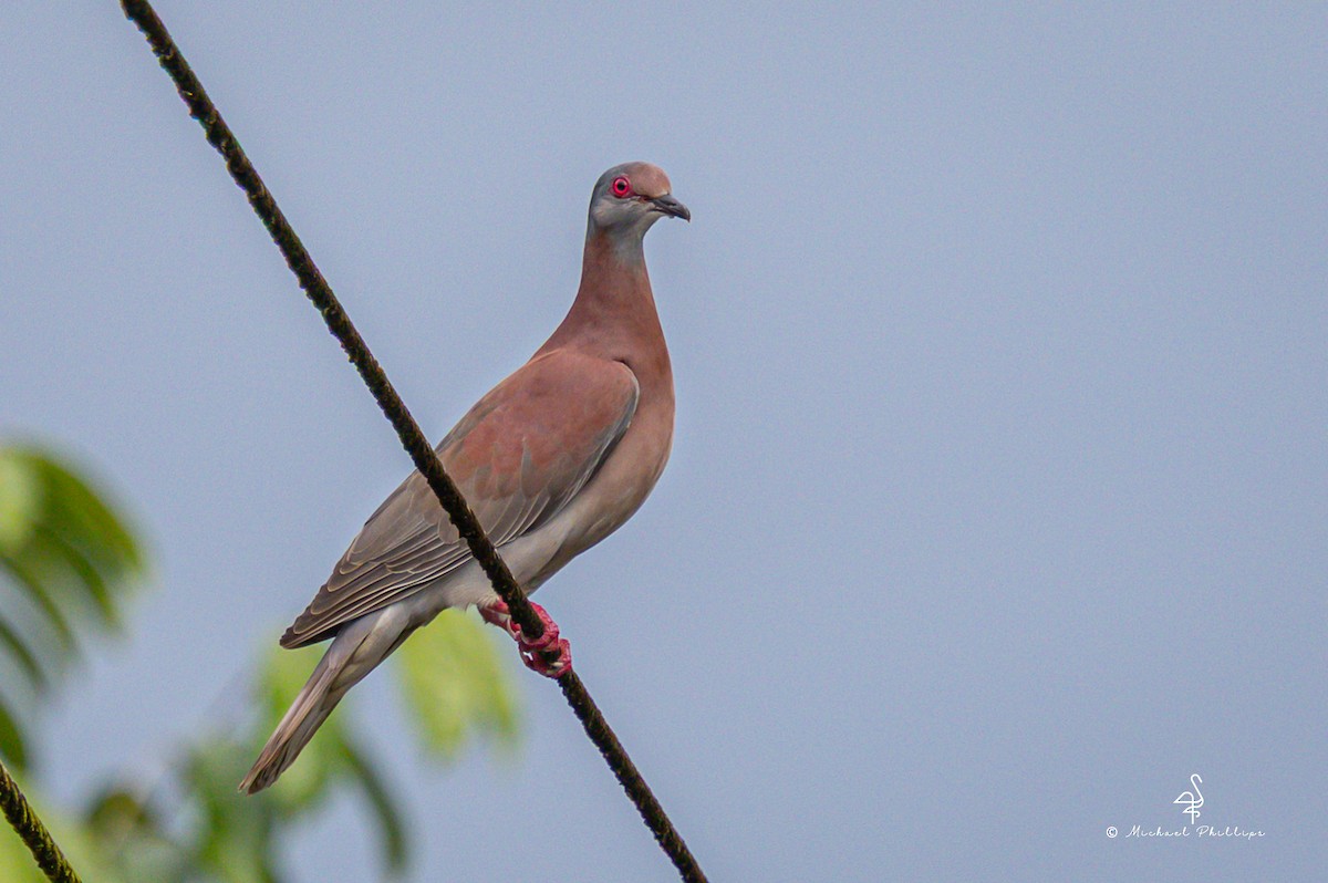 Pale-vented Pigeon - ML646675980