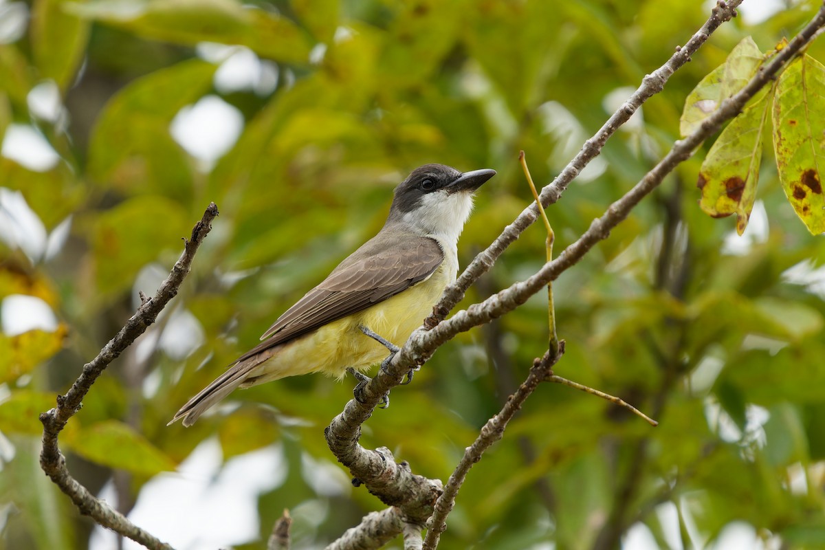 Thick-billed Kingbird - ML646675981