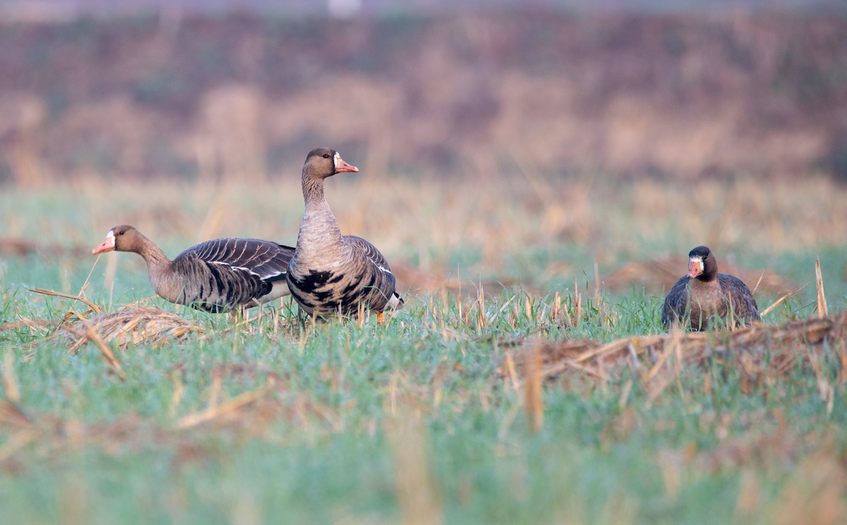 Greater White-fronted Goose - ML646675982