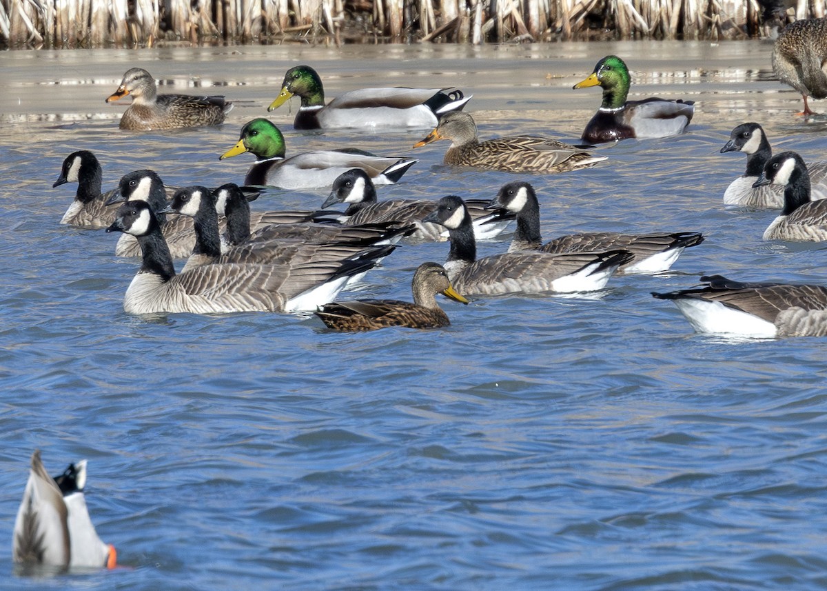 Ahate mexikarra - ML646675984